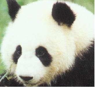 Giant panda