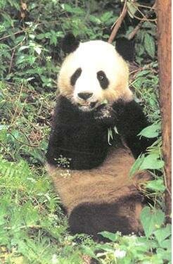 wolong panda in wild