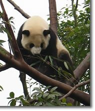 attractions in sichuan provicne